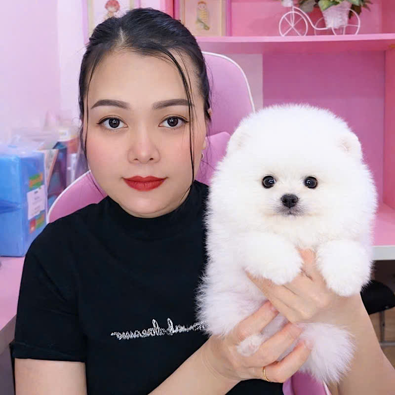 Chó Phốc Sóc Party&nbsp;